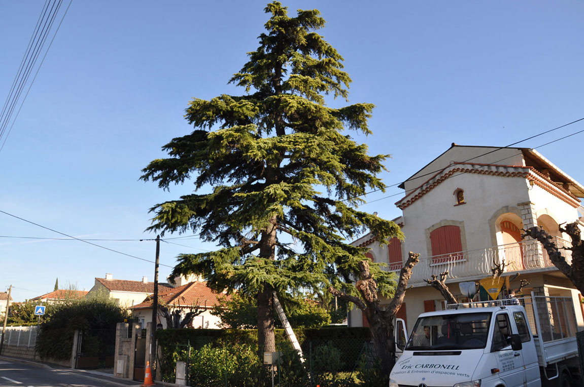 Cèdre avant abattage à Salon de Provence 