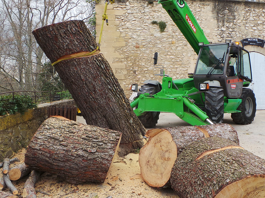 Abattage d'un pin au Chateau de la Barben