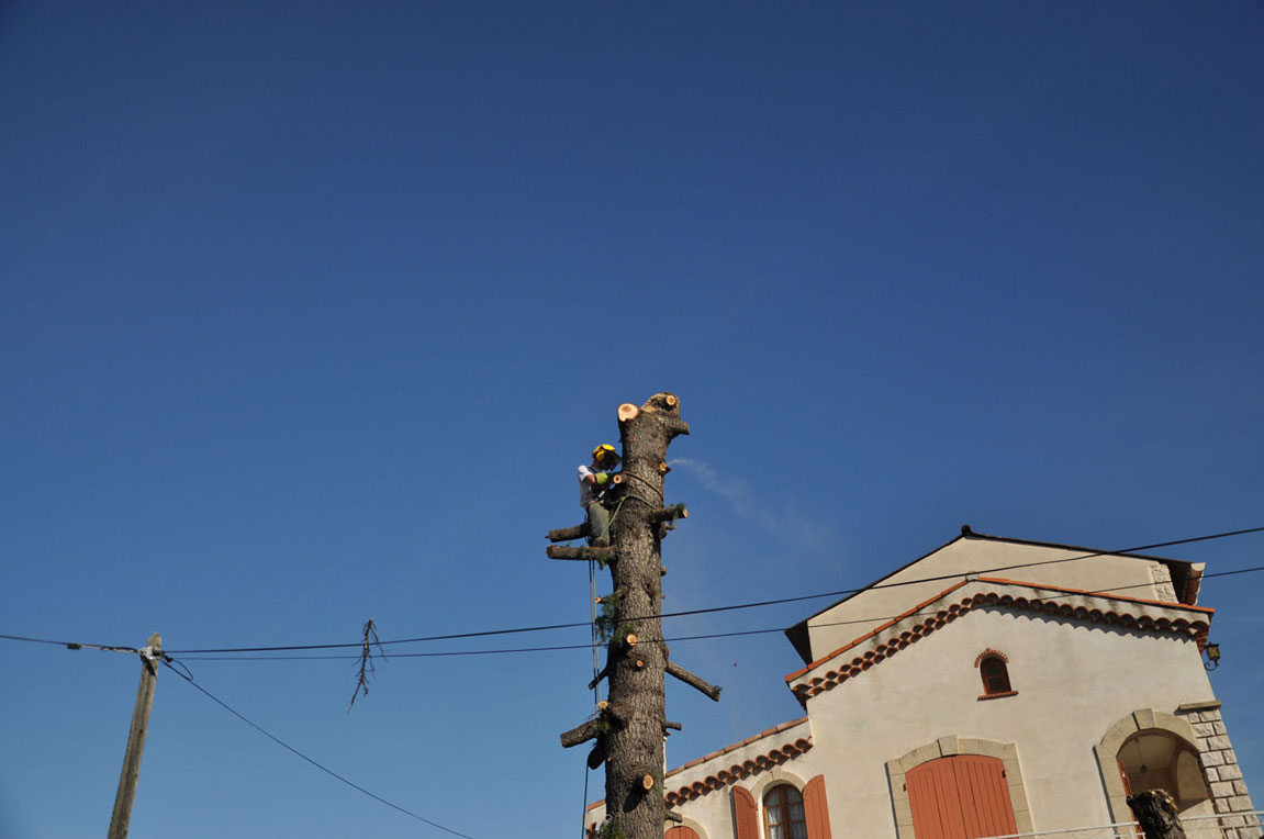 démontage d'un cèdre entre la maison et lignes électriques et téléphoniques 