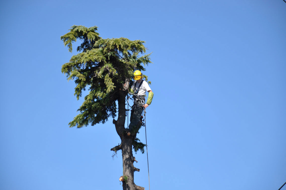 Cèdre pendant démontage 