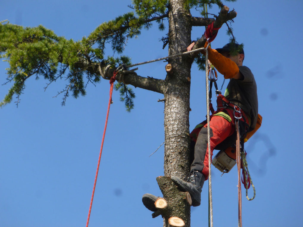 Travail en rappel, démontage de l'arbre avec rétention à Saint Etienne du Grès 