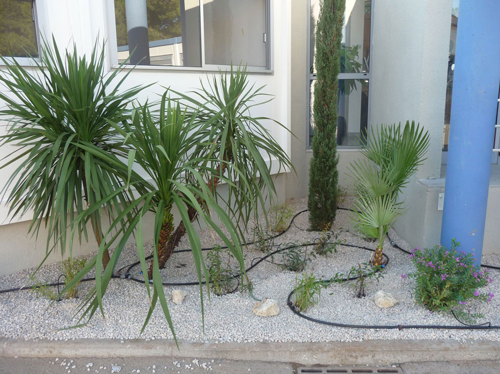 Création à l'entrée des bureaux : palmiers, cyprès de provence, polygala...        