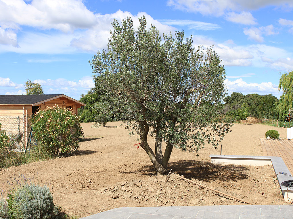 Plantation d'un grand olivier   