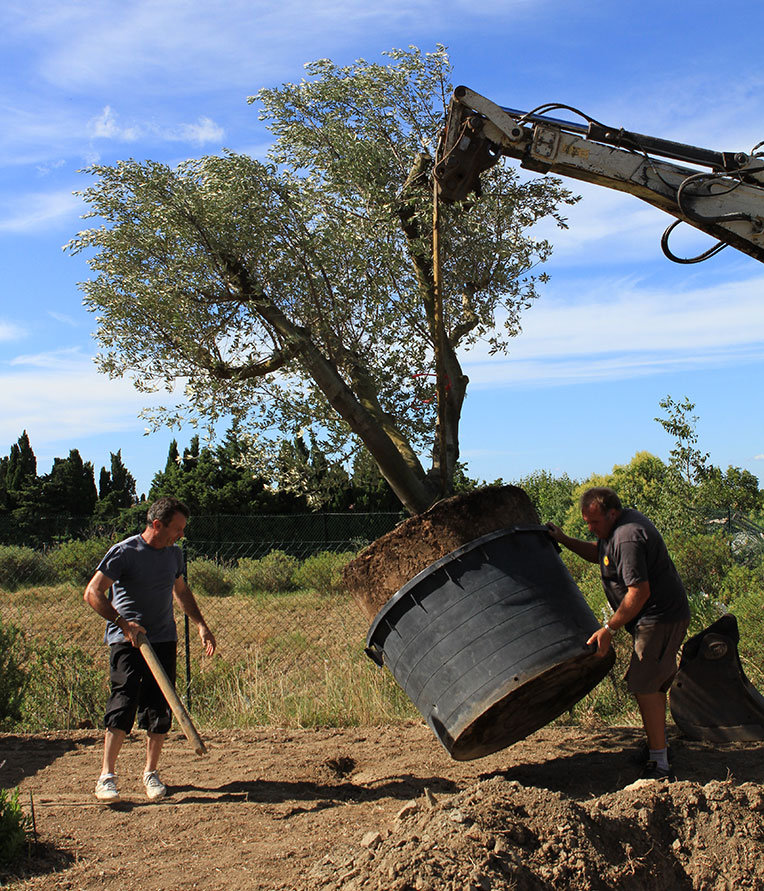 Plantation d'un grand olivier   