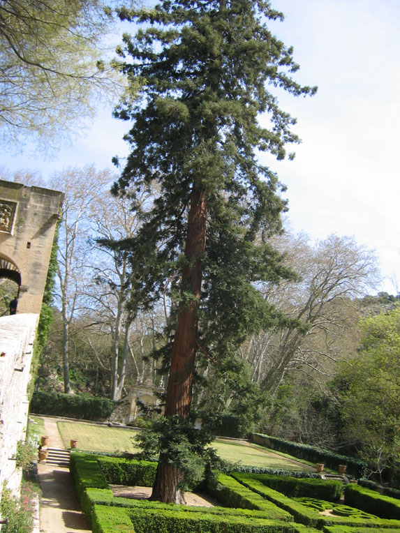 grand sequoia dans le jardin du chateau 