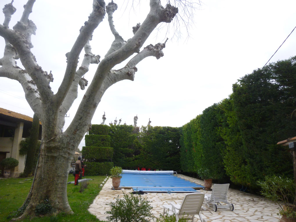 élagage des platanes et taille des haies autour de la piscine à Salon de provence 